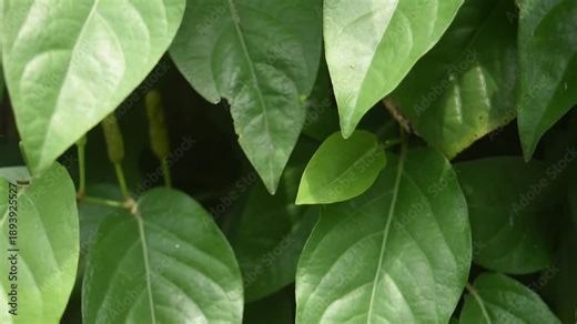 Javanese long pepper (Piper retrofractum), also known as Cabai Jawa or Cabai Jamu, a flowering vine native to Java island cultivated for its dried fruit and used as a spice and seasoning.