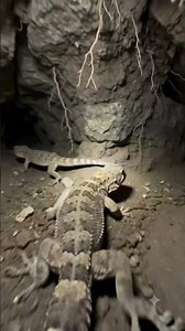 🦎 Gecko POV Adventure 😱 | Hidden World of a Tiny Lizard | Wildlife Shorts