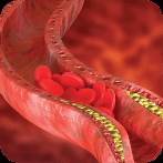 Top Things Know About the Cholesterol Normal Range