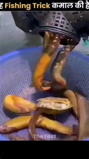 Unlimited Fish Catching Hack 🐟#facts#shorts