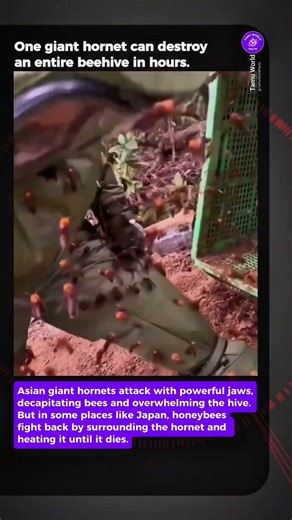 Honeybees & Giant Hornets