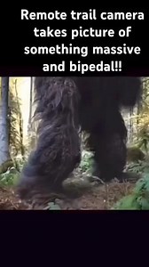 440K views · 4.9K reactions | Taken from Trail Cam #Bigfoot...