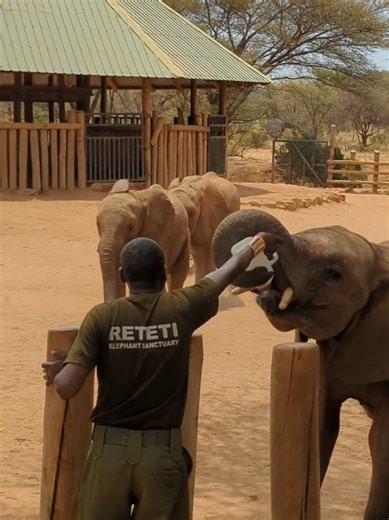 Reteti Elephant Sanctuary: A Haven for Wildlife in Samburu