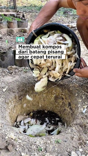 Membuat kompos dari batang pisang agar cepat terurai #pertanian #berkebun