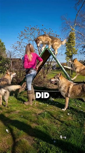 How Wolves Transformed Into Dogs - The Origin