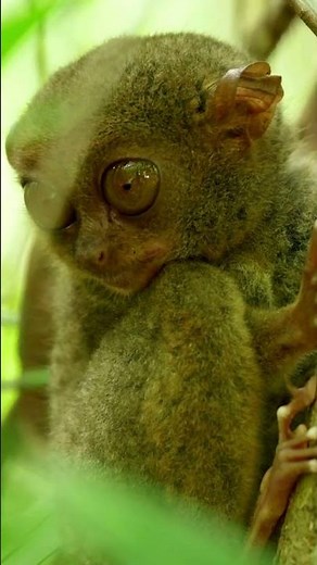 10 Reasons Why Tarsiers Are Nature’s Most Bizarre Primates