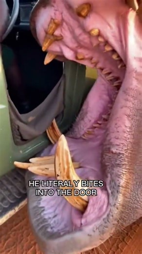 Angry Hippo Attacks Safari Jeep (Close Call)