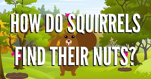 Be Smart:How Do Squirrels Find Their Nuts? Season 4 Episode 21