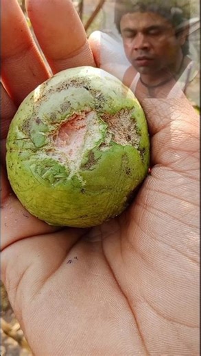 পেয়ারা পারতে গিয়ে আমার সাথে এরকম হবে আমি ভাবতেও পারিনি 🥺