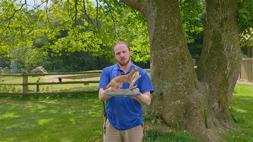 This Biodiversity Week, we're celebrating Ireland’s rich native wildlife and biodiversity. Here our Education Officer, John, talks about the Irish stoat. Enjoy native species updates on our social media platforms all week as well as a themed Biodiversity Weekend on site in the Park - taking place in our Education, Conservation and Research Centre (ECRC) 12 - 4 pm on Saturday 24th and Sunday 25th. Enjoy talks on native species conservation at Fota Wildlife Park and fun activities for the whole fa