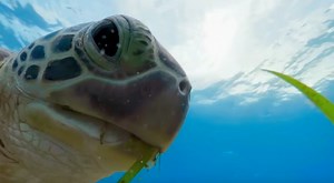 Another 'Blue Planet II' Trailer Is Here To Remind You Nature Is Awesome