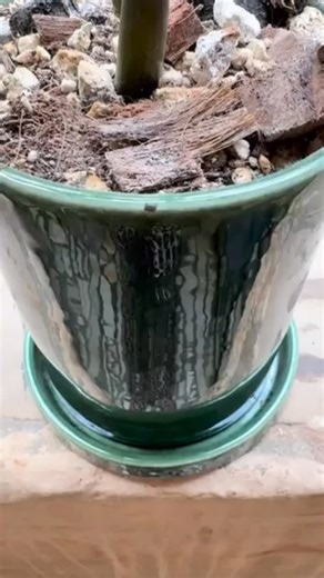 Variegated Plant Shop on Instagram: "Interesting springtail behavior 👀 Poured in some water and they immediately migrated up the wood — a tiny flood-escape moment in real time. Nature doing what nature does. #Springtails #MicroFauna #TerrariumLife #TinyEcosystems #NatureNerd #SoilCrew #ObservedInTheWild"