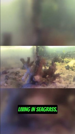 Seahorses with Extensions & Eating Habits!🐠