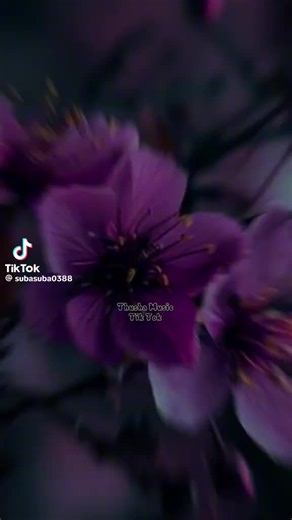 ammu Ammu 24 (@ammu.ammu.24)’s videos with original sound - ammu Ammu 24