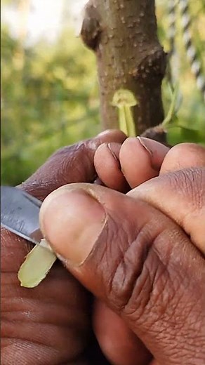Revolutionary Skin Grafting Technique Revealed!