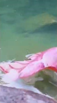 mermaid transformation #5