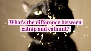 Catnip vs. Catmint: the Differences You Should Know Before Planting Them