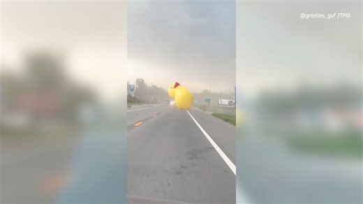 WHAT THE DUCK?🦆 It’s not every day you see a giant, inflatable duck on the loose, doing somersaults across the road. https://bit.ly/3Kd3tYz | WFLA News Channel 8
