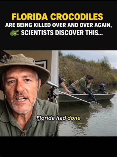 Florida Crocodiles Are Being Killed Over and Over Again, Scientists Discover This... For years, Florida's American crocodile was one of conservation's biggest success stories. Then the bodies started appearing, and nothing had touched them. No bite marks, no missing limbs, no obvious cause at all. In this video we follow what researchers actually found when they stopped looking at the wounds and started looking at the water, and the answer turns out to be far stranger than any predator. You'll l