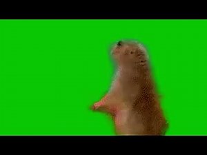 The Shocked Hamster Meme – Serious Edition | Green Screen Template | Download Link 🔗 || ‪@vfxnoob‬​