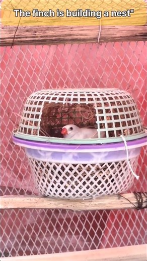 The finch is building a nest" #birds #shorts