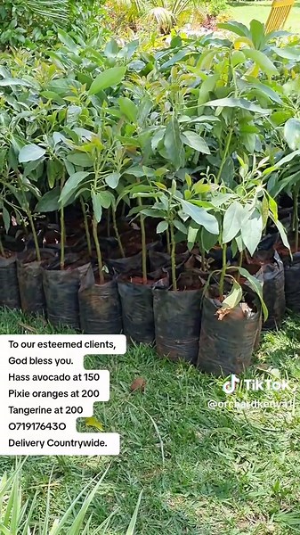 OrchardKenya on TikTok