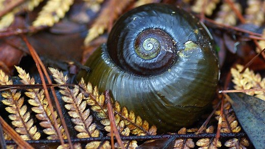 Kauri snail/pupurangi