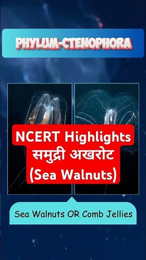Phylum Ctenophora in 60 Seconds! NCERT Biology Class 11 #neet2026 #animalkingdom #reetmains2026