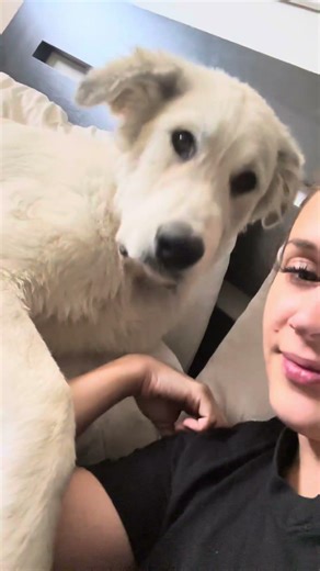 Dog with hiccups | Great Pyrenees