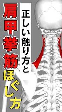 【理学療法士&整体師向け】肩甲挙筋の正しい触診と的確にほぐすアプローチ法