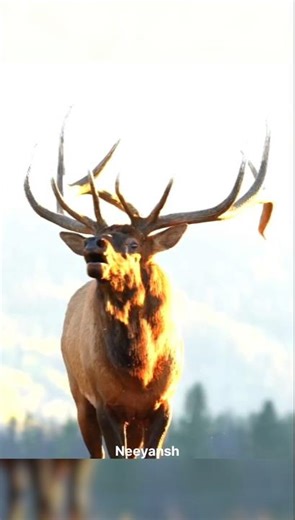 The Silent Struggle of Elk in Winter ❄️