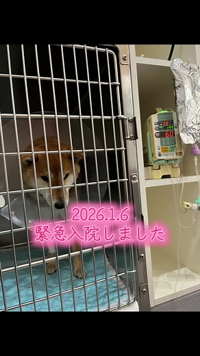 初めての入院への心配と希望