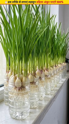 🧄 Correct and easy method of planting garlic cloves #gardening #growth #garden