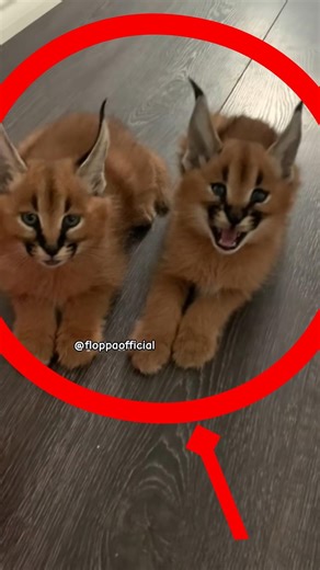 Baby Floppa Meows #floppatv #shorts