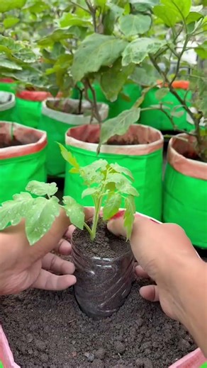 🍅 Secret Trick for MASSIVE Tomato Roots! 🤫🌱 #Shorts