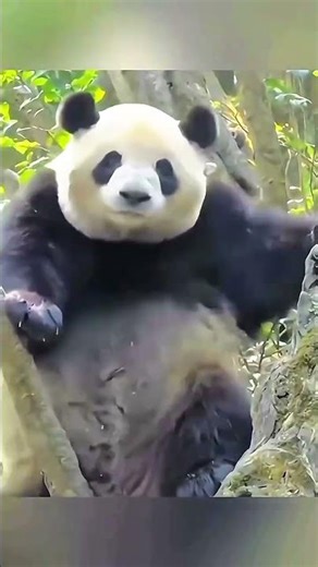 Funny Panda’s Fun Day | Cute Panda Cartoon for Kids 🎉😂