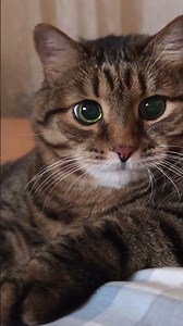 🦏 Носорог 🦏😳🙀🤣 #cat #кот #юмор #приколы #шуточное #котушка