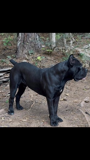 King Zablo | Alpha Z Hoggz