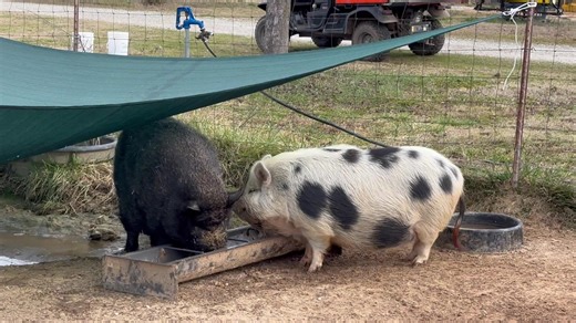 Piggy breakfast! 🥳🥳 | Frog Song Farm Sanctuary