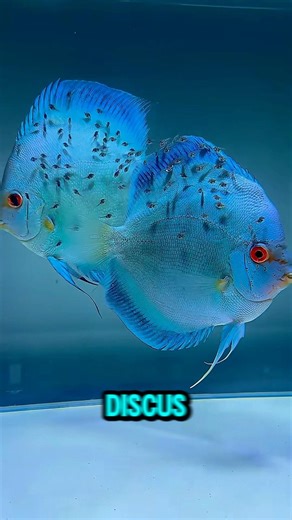 How Discus Fish Take Care of Their Babies #discusfarm #discusfishtank