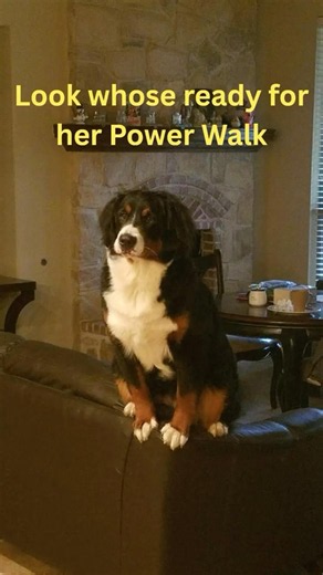 Power Walk: Bernese Mountain Dog Style 🐾 | Mishka on a Mission #bernesemountaindog #dogshorts