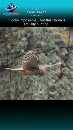 This Falcon Looks Frozen Mid-Air 😳