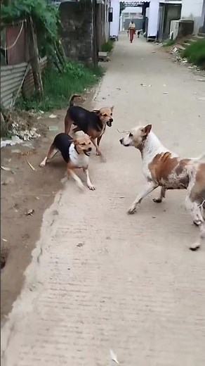 How Street Dogs Communicate Over Territory | Natural Pack Behavior #shorts #dogterritory #dogpack
