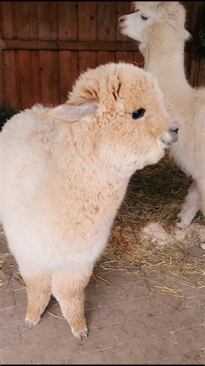 Adorable Baby Jin Alpacas - Cute and Fluffy Animal Compilation!