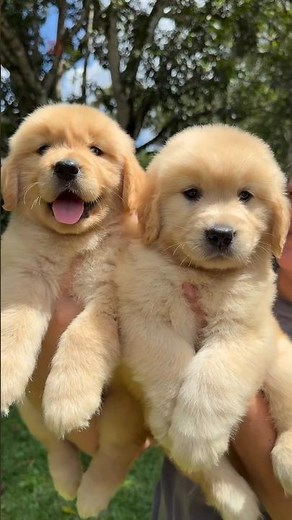 The Cutest Golden Retriever Ever 😍 | Pure Happiness in Dogs 🐶✨ #shorts