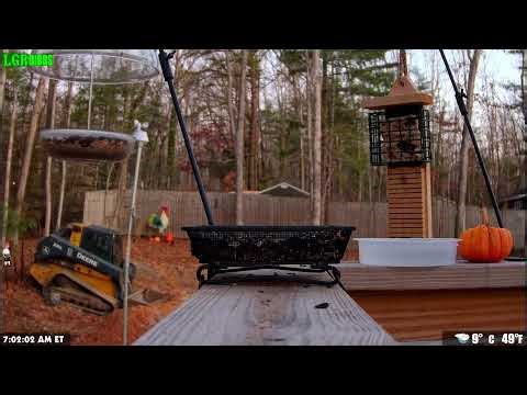 LGR Bird Feed - November 23, 2025