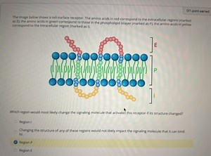 The image below shows a cell-surface receptor. The amino acids ... | Filo