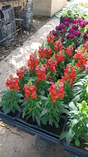 16 reactions | 4" Pots Dianthus of various colors Snapdragons of...