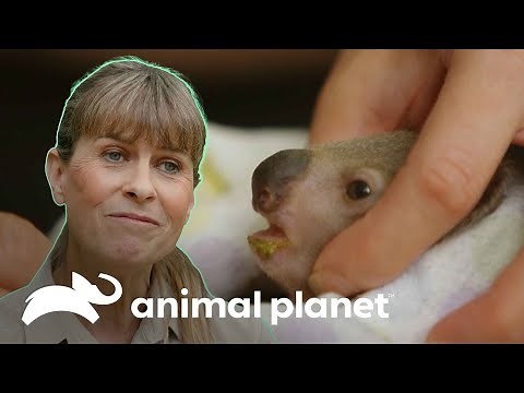 Salvan a bebé koala que habían dado por muerto | Los Irwin | Animal Planet