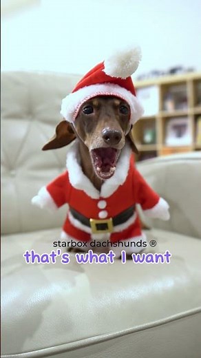 Moonpie has a wish for Santa #starboxdachshunds